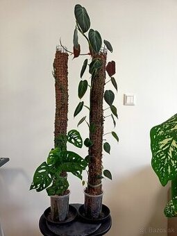 Philodenron, Monstera