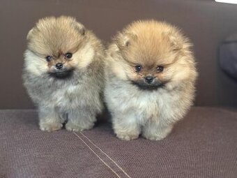 Nememcký špic/ Pomeranian - 1