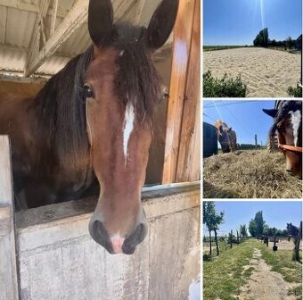 🐴 Hľadáme parťáka 🐴