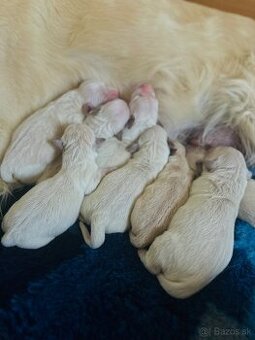 Zlaty retriever Golden retriever šteniatka s pp
