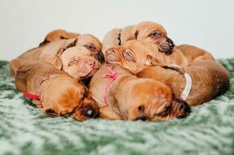 Rhodesian ridgeback