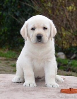 Labrador retriever šteniatka s PP