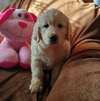 Zlatý retriever, zlatý retrívr - šteniatka