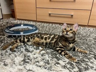 Bengalska mačka - 1