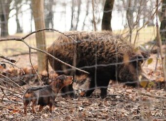 Jazvečík hrubosrstý