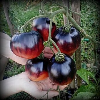 Predám semienka paradajky odrody Sgt. Pepper