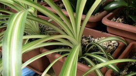Zelenec (Chlorophytum Capense) Rastlinka v Kvetináči 5-30 cm - 1