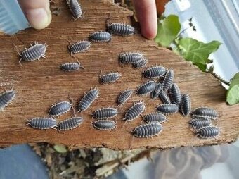 Porcellio hoffmanseggi