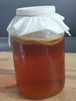 Kombucha huba