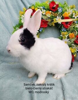 Zakrslý králik s VP - samček strakáč ST