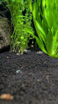 Predám Corydoras panda – pancierničky🐟