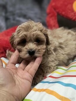Maltipoo - 1