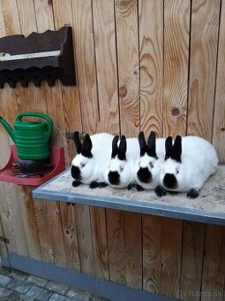 Kalifornský králik