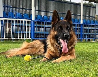 Nemecký ovčiak s PP