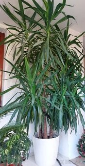 Predám rastlinu juka s kvetináčom