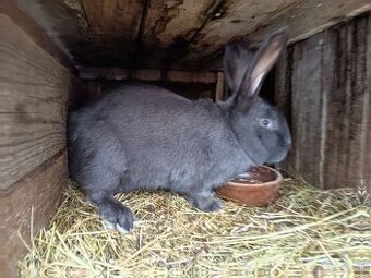 Nemecký obrovity strakac