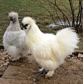 Predam kohúta hodvabničky