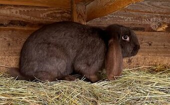 Francúzsky baran Havana