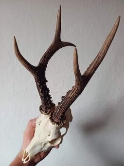 Trofej trofeje parohy parožie zhody......