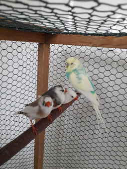 predám zebričky a andulky