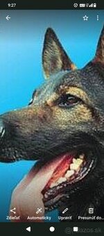 Nemecky ovčiak šteniatka