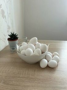 Vajcia - Vajíčka - Konzumné