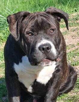 American Bully steniatko standart
