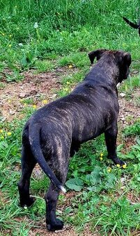American Bully steniatko standart