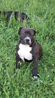 American Bully posledný psik