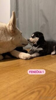 štěniatka Sibirského Husky