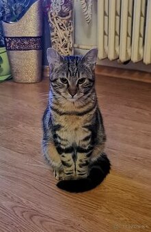 Hľadá sa kocur
