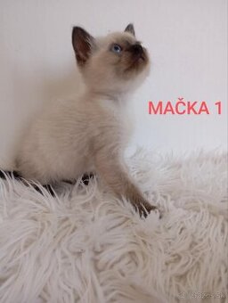 Mačiatka