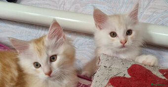 Očarujúce mačiatko Maine Coon pripravené na odchod