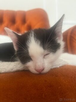 Darujem krásne mile mačiatka