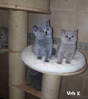 Britské mačiatka s PP