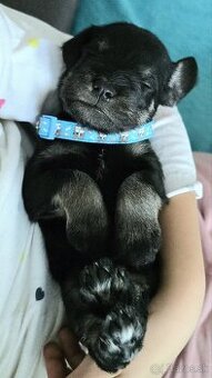 Malý čiernostrieborný bradáč s PP