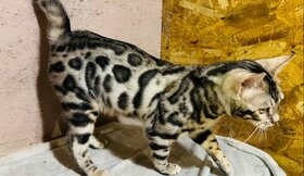 Bengalska mačka s PP