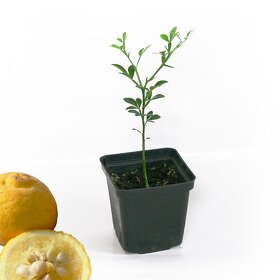 Citrónovníkovec trojlistý - vonku rastúci citrus do -27℃