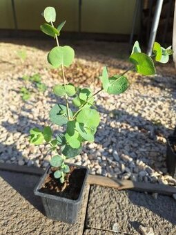 Eukalyptus Silver dollar
