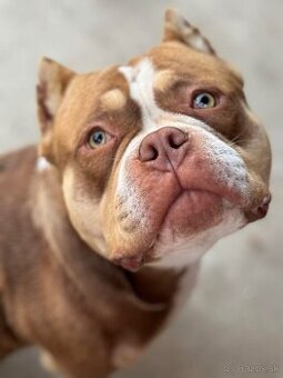 American bully pocket top pedigree
