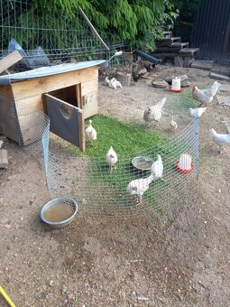 Leghorn,leghornky