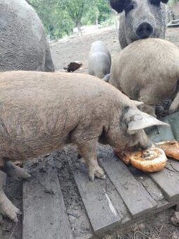 Mangalica