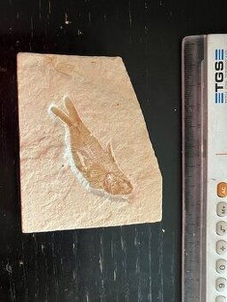 Fosília, skamenelina, rybka - inzerát č.1 Libanon REZERVE