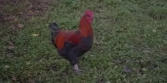 Predám kohúta Marans medenokrká
