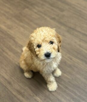 Goldendoodle Maltipoo
