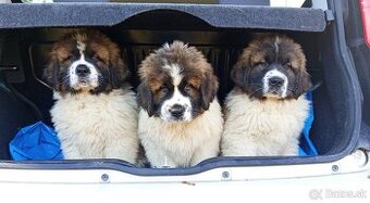 Moskovský strážny pes – 2 voľní psi (vrh B)