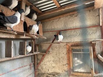 Predám holuby – zdravé a silné kusy