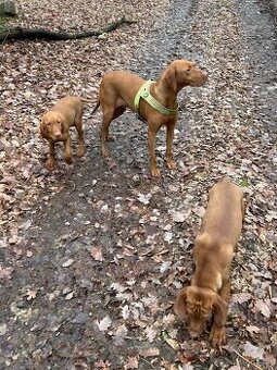 Madarska vyzla - steniatka - 1