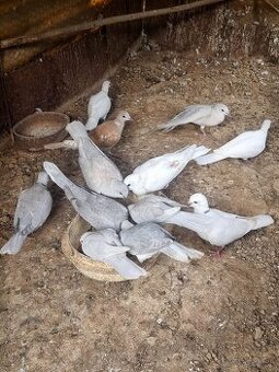 HRDLIČKY CHICHOTAVÉ