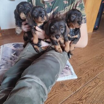 Jazvečík hrubosrstý